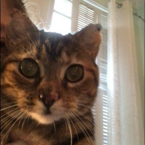 Meet your Posher, Amelie